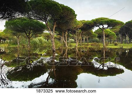 Stock Photography - tarifa, cadiz, andalusia, spain; a flooded forest. Fotosearch