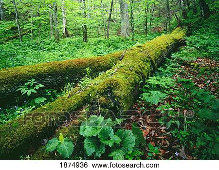 tennessee, united states of america; a fallen tree covered in moss in lush spring flowers and plants in the great smoky mountains national park View Large Photo Image Stock Photograph - tennessee, united states of america; a fallen tree covered in moss in lush spring flowers and plants in the great smoky mountains national park. Fotosearch