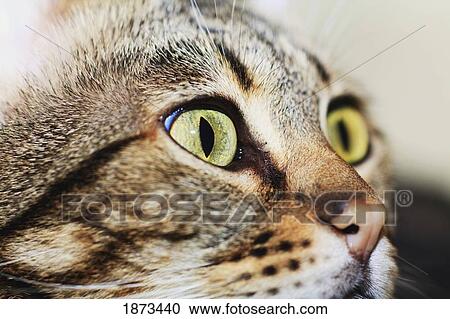 the face of a cat View Large Photo Image Stock Image - the face of a cat. Fotosearch