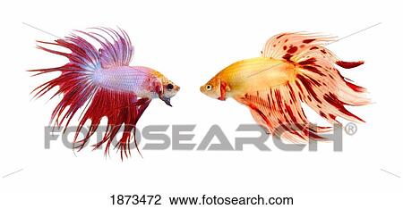 Stock Image - two colorful fish with long fins. Fotosearch