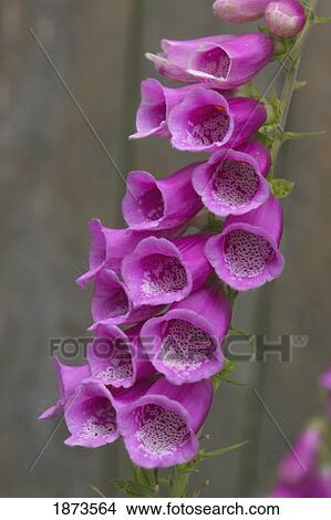 Picture - victoria, british columbia, canada; pink bellflowers. Fotosearch