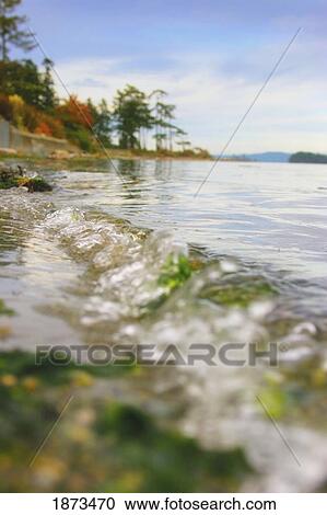 Stock Image - victoria, british columbia, canada; water along the shoreline. Fotosearch