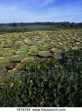 Water lilies, Brazil View Large Photo Image Picture - Water lilies, Brazil. Fotosearch