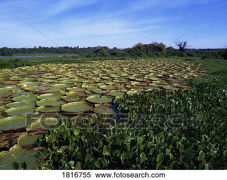 Water lilies, Brazil View Large Photo Image Stock Photography - Water lilies, Brazil. Fotosearch