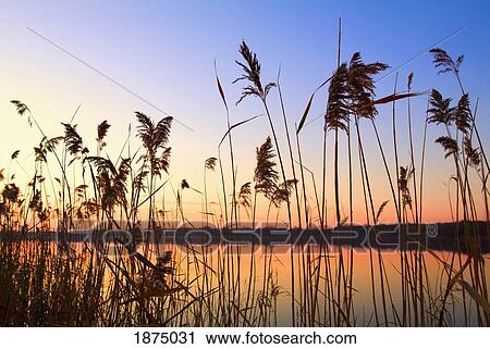 Stock Image - willmar, minnesota, united states of america;; tall grass along the shoreline at sunset. Fotosearch