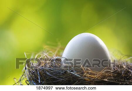 willmar, minnesota, united states of america; an egg in a nest View Large Photo Image Stock Photo - willmar, minnesota, united states of america; an egg in a nest. Fotosearch