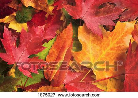 willmar, minnesota, united states of america; red, yellow, orange and green leaves laying on the ground in autumn View Large Photo Image Stock Photo - willmar, minnesota, united states of america; red, yellow, orange and green leaves laying on the ground in autumn. Fotosearch
