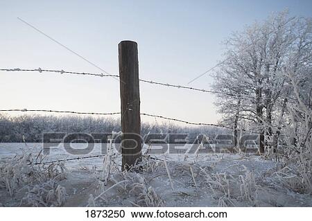 Stock Image - winnipeg, manitoba, canada; a barbed wire fence in the snow in winter. Fotosearch