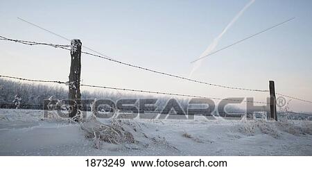 winnipeg, manitoba, canada; a barbed wire fence in the snow in winter View Large Photo Image Stock Photo - winnipeg, manitoba, canada; a barbed wire fence in the snow in winter. Fotosearch