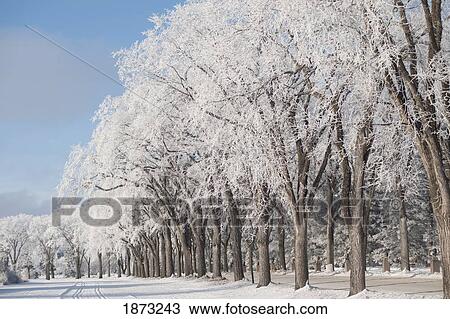 winnipeg, manitoba, canada; a road and trees covered in snow View Large Photo Image Stock Image - winnipeg, manitoba, canada; a road and trees covered in snow. Fotosearch