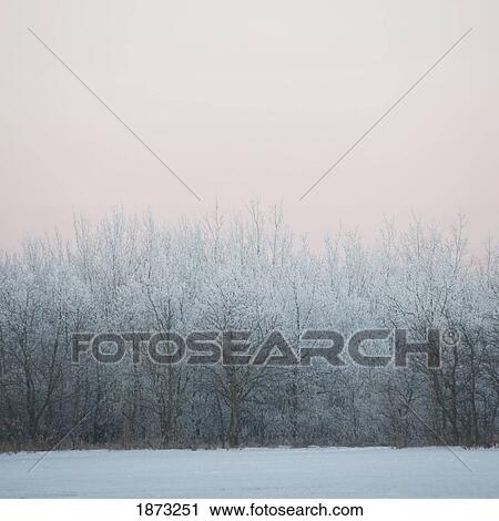 winnipeg, manitoba, canada; snow covered trees in winter View Large Photo Image Stock Image - winnipeg, manitoba, canada; snow covered trees in winter. Fotosearch