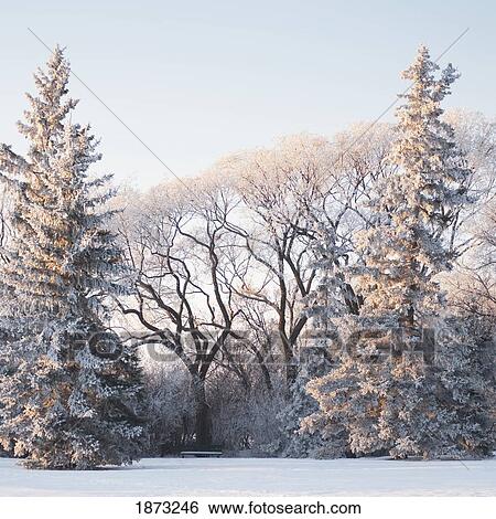 winnipeg, manitoba, canada; trees covered in snow View Large Photo Image Stock Photograph - winnipeg, manitoba, canada; trees covered in snow. Fotosearch