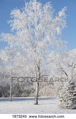 Stock Photography - winnipeg, manitoba, canada; trees covered in snow. Fotosearch