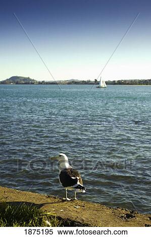 Stock Photography - a bird sitting on a retaining wall at the water's edge. Fotosearch