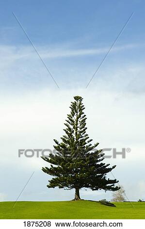 a coniferous tree at the top of a hill View Large Photo Image Stock Photo - a coniferous tree at the top of a hill. Fotosearch