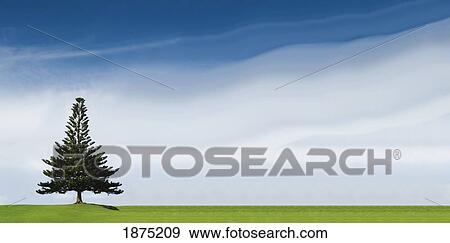 a coniferous tree standing alone in a field View Large Photo Image Stock Photo - a coniferous tree standing alone in a field. Fotosearch