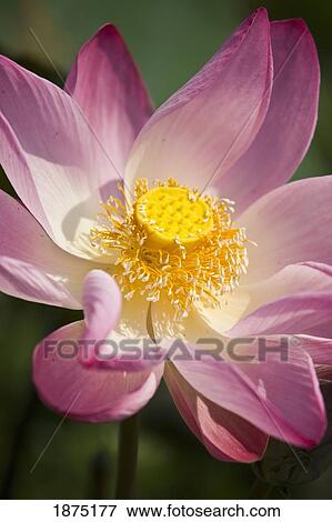 a pink lotus flower (nelumbo nucifera) View Large Photo Image Stock Photo - a pink lotus flower (nelumbo nucifera). Fotosearch