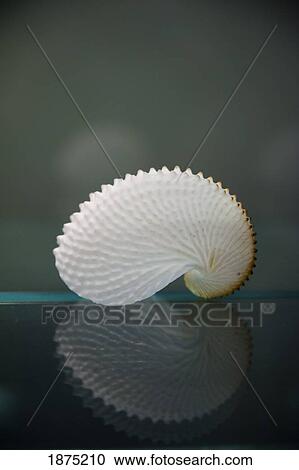 a seashell reflected in a shiny table top View Large Photo Image Stock Image - a seashell reflected in a shiny table top. Fotosearch