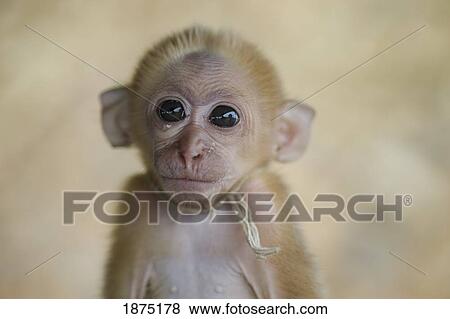 Stock Photo - A small monkey. Fotosearch