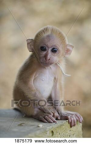 Stock Photo - A small monkey. Fotosearch