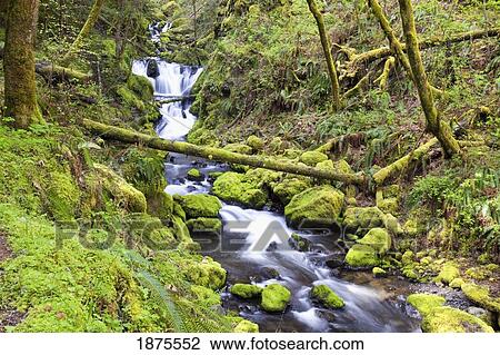 a stream flowing through the forest View Large Photo Image Stock Image - a stream flowing through the forest. Fotosearch