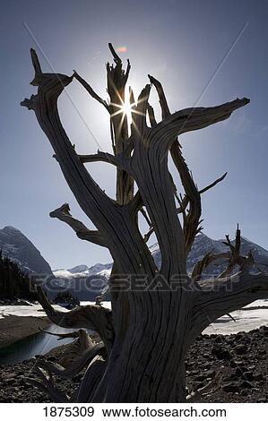 Stock Photo - alberta, canada; driftwood root on a lake shoreline in the mountains in kananaskis country. Fotosearch
