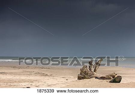 alnmouth, northumberland, england; driftwood on the sand at the coast View Large Photo Image Stock Photo - alnmouth, northumberland, england; driftwood on the sand at the coast. Fotosearch