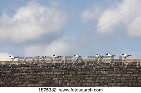 Stock Image - amble, northumberland, england; birds lined up in a row along the peak of a roof. Fotosearch