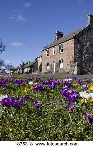 Stock Photo - bamburgh, northumberland, england; flowers growing along the road in a residential area. Fotosearch