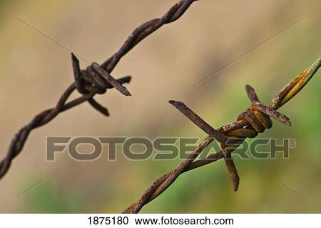 barbed wire View Large Photo Image Stock Image - barbed wire. Fotosearch