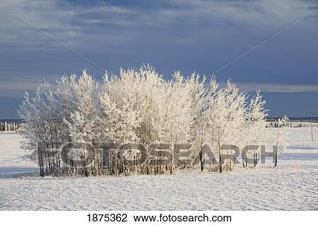 calgary, alberta, canada; frost covered trees in a field View Large Photo Image Stock Image - calgary, alberta, canada; frost covered trees in a field. Fotosearch