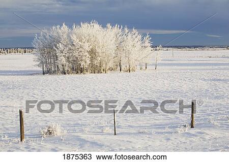 Stock Image - calgary, alberta, canada; frost covered trees in a field with a wire fence. Fotosearch