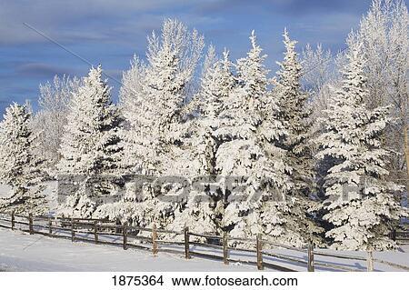calgary, alberta, canada; snow covered evergreen trees and a wooden fence View Large Photo Image Picture - calgary, alberta, canada; snow covered evergreen trees and a wooden fence. Fotosearch
