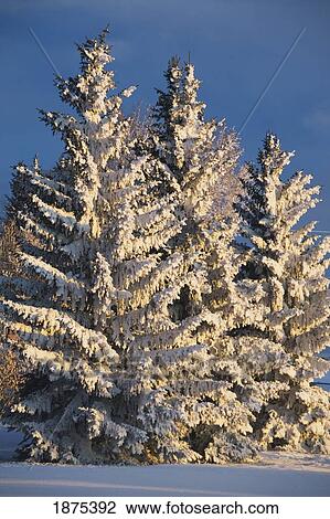calgary, alberta, canada; snow covered evergreen trees at sunrise View Large Photo Image Stock Image - calgary, alberta, canada; snow covered evergreen trees at sunrise. Fotosearch