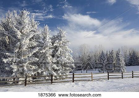 calgary, alberta, canada; snow covered evergreen trees and a wooden fence View Large Photo Image Stock Photograph - calgary, alberta, canada; snow covered evergreen trees and a wooden fence. Fotosearch