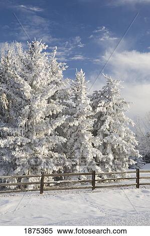 Stock Photography - calgary, alberta, canada; snow covered evergreen trees and a wooden fence. Fotosearch