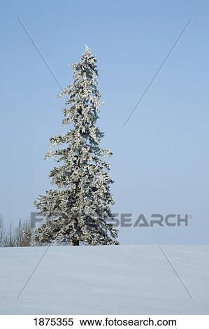 camrose, alberta, canada; snow covered evergreen tree in a snow covered field with a blue sky View Large Photo Image Stock Photography - camrose, alberta, canada; snow covered evergreen tree in a snow covered field with a blue sky. Fotosearch