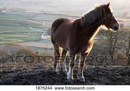 derbyshire, england; a horse standing in the sunlight in peak district national park View Large Photo Image Picture - derbyshire, england; a horse standing in the sunlight in peak district national park. Fotosearch