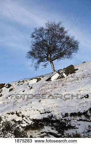 derbyshire, england; a silver birch tree standing alone on a snow covered hill View Large Photo Image Stock Image - derbyshire, england; a silver birch tree standing alone on a snow covered hill. Fotosearch