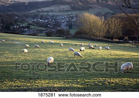 Stock Image - derbyshire, england; sheep grazing in a field in peak district national park. Fotosearch