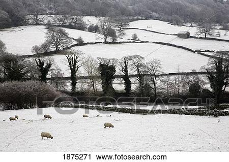 Stock Image - derwent valley, derbyshire, england; sheep grazing in the snow in peak district national park. Fotosearch