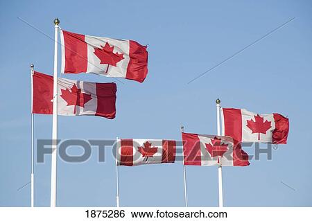 edmonton, alberta, canada; five canadian flags on flag poles View Large Photo Image Stock Photograph - edmonton, alberta, canada; five canadian flags on flag poles. Fotosearch