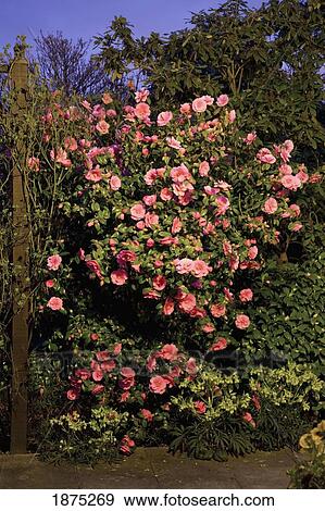 Stock Photo - england; a camellia bush at night with an abundance of pink flowers. Fotosearch