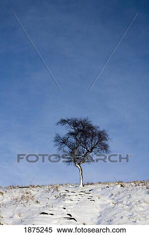 Stock Photography - england; a lone silver birch tree stands on a snowy field. Fotosearch