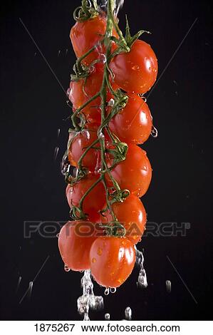 grape tomatoes on the vine suspended with water pouring off them View Large Photo Image Stock Photo - grape tomatoes on the vine suspended with water pouring off them. Fotosearch