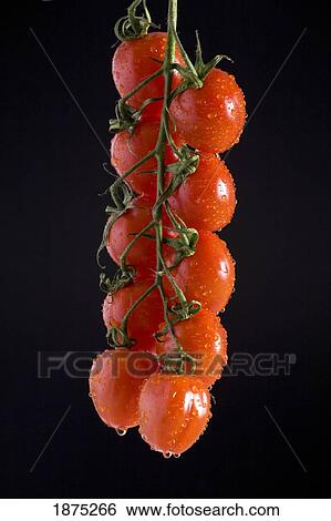 Stock Photograph - grape tomatoes on the vine suspended and covered with water droplets. Fotosearch