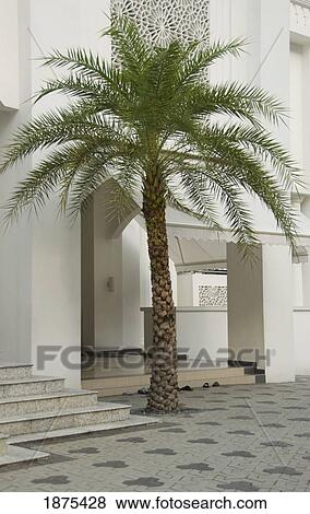 Stock Photo - kuala lumpur, malaysia; a palm tree growing through a brick ground outside a building. Fotosearch