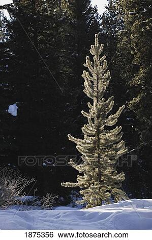 Stock Photograph - lake louise, alberta, canada; evergreen tree in the woods covered with frost in the winter. Fotosearch