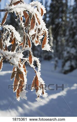 lake louise, alberta, canada; ice crystals on small leaves on a tree View Large Photo Image Stock Image - lake louise, alberta, canada; ice crystals on small leaves on a tree. Fotosearch