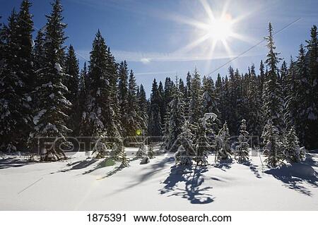Stock Image - lake louise, alberta, canada; snow covered trees in a meadow with a sunburst. Fotosearch